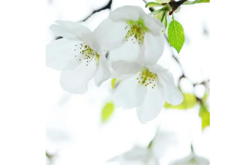 1708335625258258.png image.png