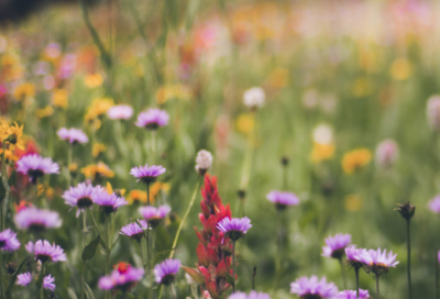 ​摇头晃脑造句