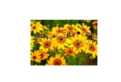 ​手无寸铁造句