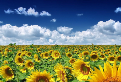 ​身败名裂造句