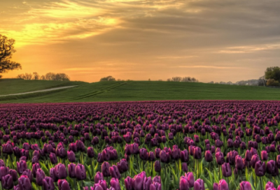 ​悄无声息造句