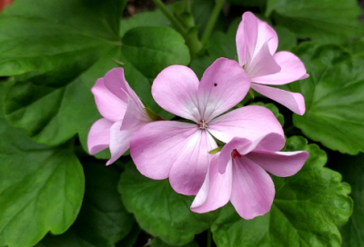 ​百依百顺造句