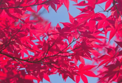 ​五花八门造句