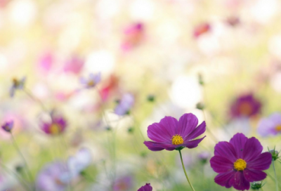 ​老马识途造句