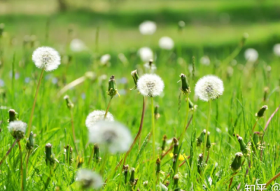 ​初出茅庐造句