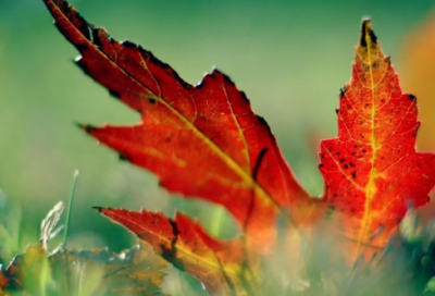 ​欲盖弥彰造句