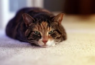 ​铁面无私造句