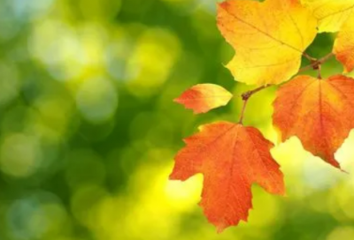 ​奇珍异宝造句