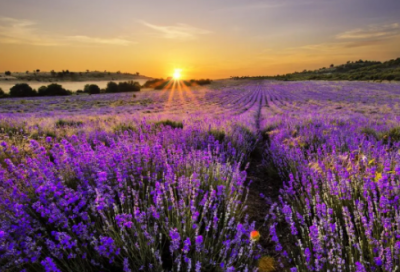 ​智勇双全造句