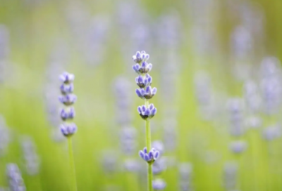 ​祝福领导晋升的精辟的话(精选62句)