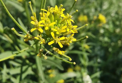 ​2024你好六月温暖的祝福语(精选77句)