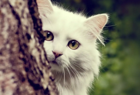 1709238443261848.png image.png