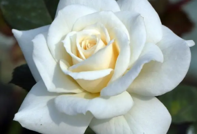 ​情侣间情话套路 情侣生日祝福情话100字