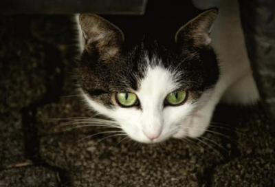 ​对上级领导生日祝福语(精选61句)