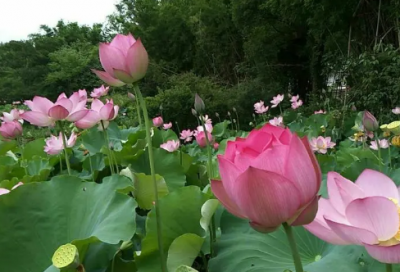 ​开业大吉的祝福语 开业宣传的祝福语(精选77句)