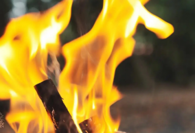 ​描写森林很茂密的句子