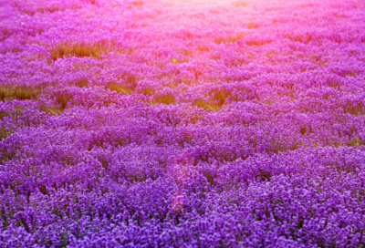 ​好听的古典情侣网名(303个)