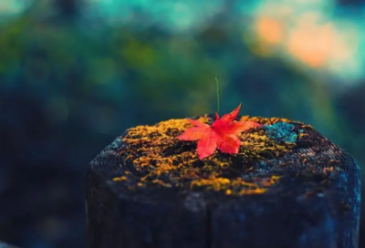 ​祝老师教师节快乐的句子简短15字(精选77句)