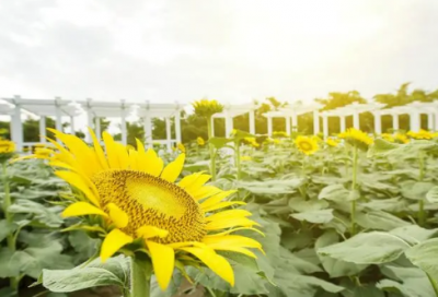 ​情商高的聊天语句，高情商的对话句子汇总(精选97句)