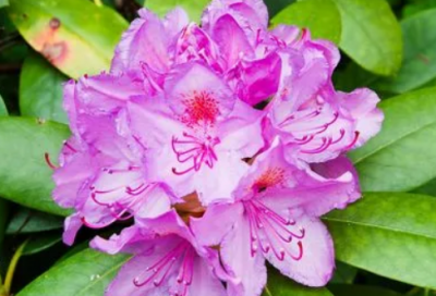 ​关于在小学实习报告13篇