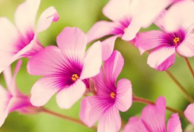 ​小学信息技术教学设计(15篇)