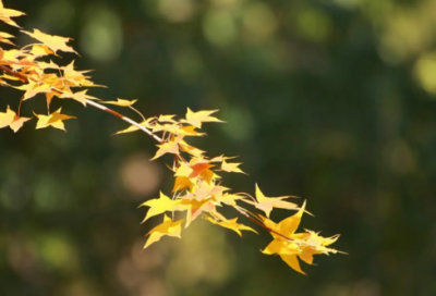 ​教师个人小结20篇