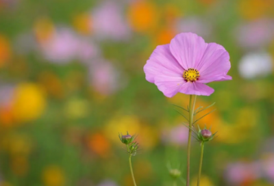 ​教师面试技巧