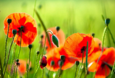 ​产品市场营销策划方案通用10篇