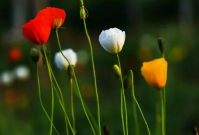 ​商品买卖合同精选15篇