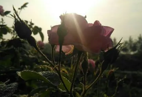 1718330981894810.png image.png