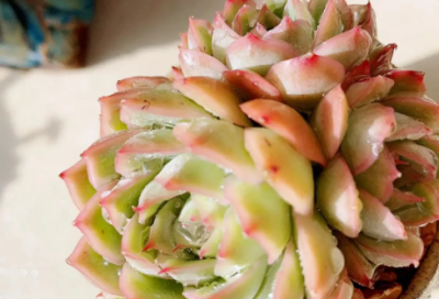 ​绩效考核方案(精选15篇)